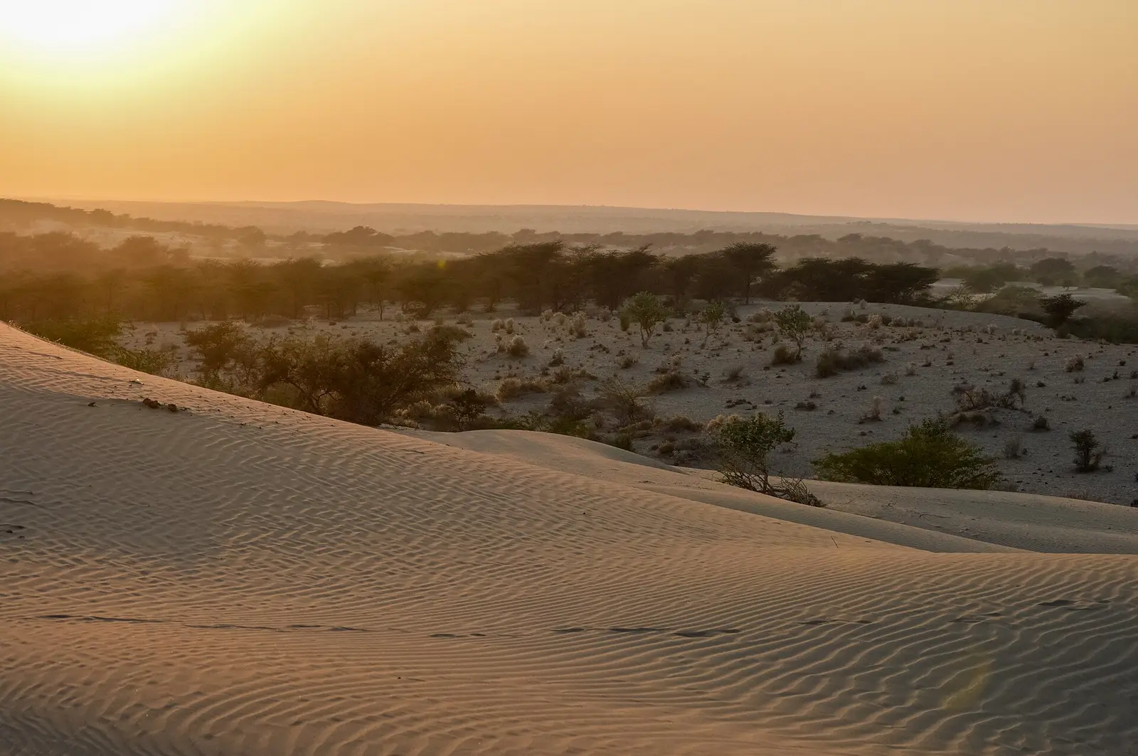 Rippled sand dunes near Jaisalmer glowing at sunset